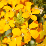 Cheiranthus-Allionii-Wall-Flowers-Seeds