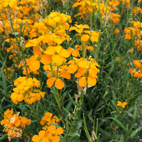 Cheiranthus-Allionii-Wall-Flowers-Seeds
