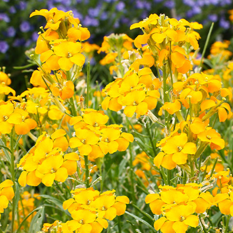 Cheiranthus-Allionii-Wall-Flowers-Seeds