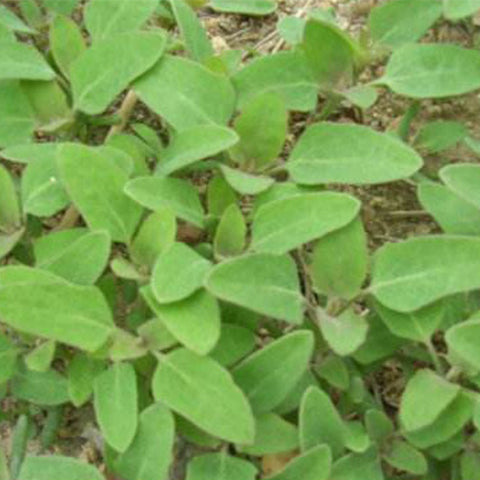 Chenopodium Album & Small Goosefoot Seeds