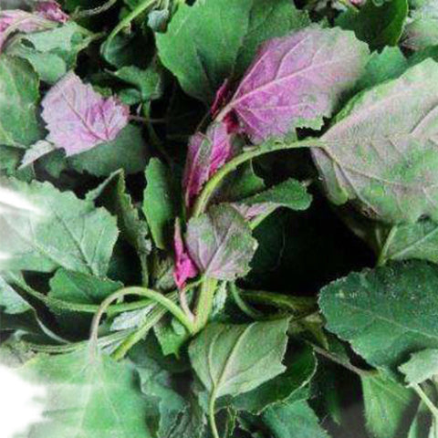 Chenopodium Album & Small Goosefoot Seeds