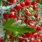 Cherry Tomato Seeds