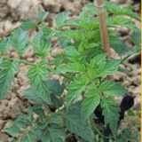 Cherry Tomato Seeds