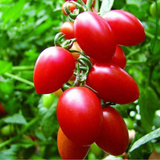 Cherry Tomato Seeds