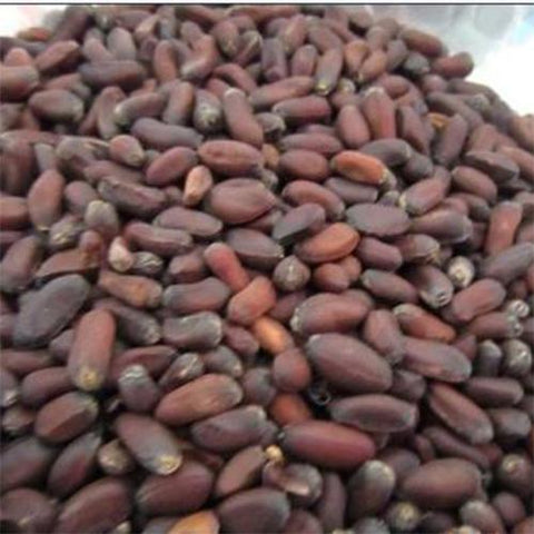 Chimonanthus praecox & wintersweet Seeds