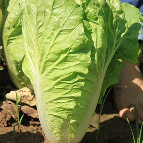 Chinese-Cabbage-Seeds