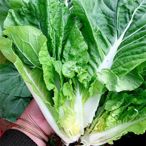 Chinese-Cabbage-Seeds