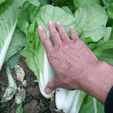 Chinese-Cabbage-Seeds
