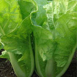 Chinese-Cabbage-Seeds