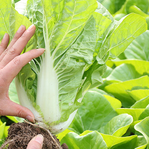 Chinese-Cabbage-Seeds