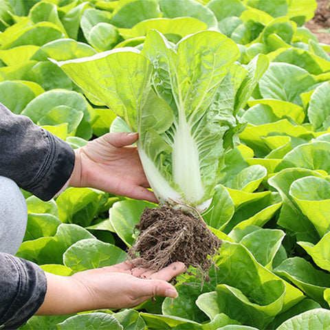 Chinese-Cabbage-Seeds