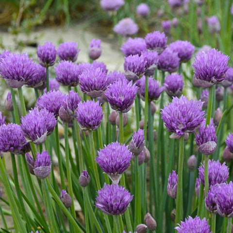 Chive & Allium Schoenoprasum Seeds