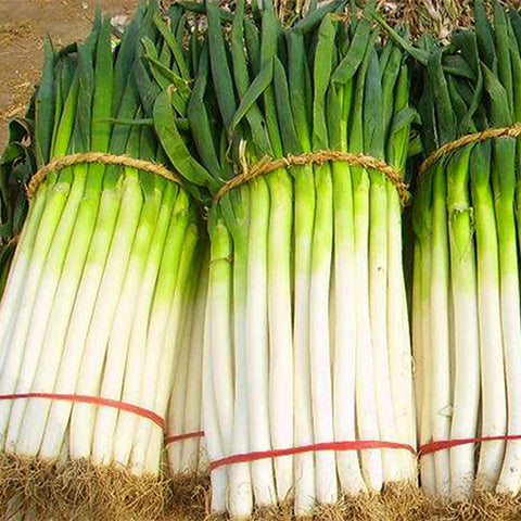 Chives-Green-Onion-Seeds