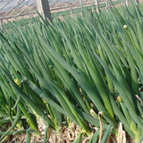 Chives-Green-Onion-Seeds