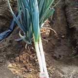 Chives-Green-Onion-Seeds