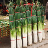 Chives-Green-Onion-Seeds