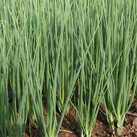 Chives-Green-Onion-Seeds