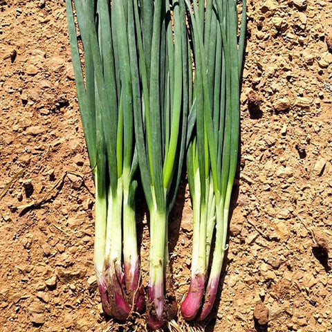 Chives-Red-Onion-Seeds