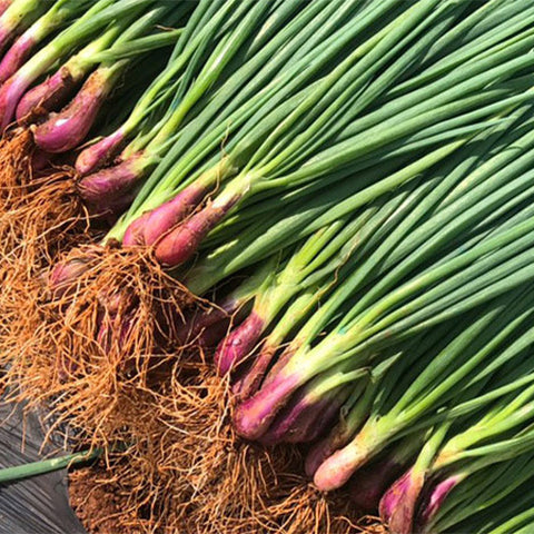 Chives-Red-Onion-Seeds