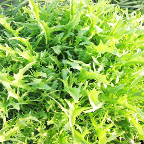 Chjcory & Endive Seeds