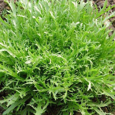 Chjcory & Endive Seeds