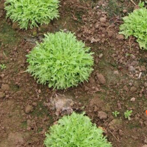 Hybrid F1 Chjcory & Endive Seeds