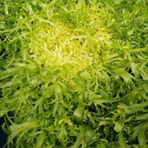 Hybrid F1 Chjcory & Endive Seeds