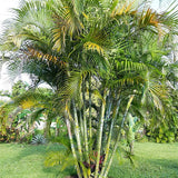 Chrysalidocarpus Lutescens & Areca Palm Seeds