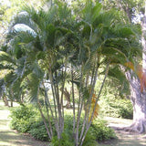 Chrysalidocarpus Lutescens & Areca Palm Seeds