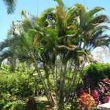 Chrysalidocarpus Lutescens & Areca Palm Seeds