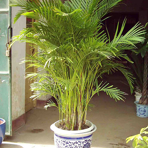 Chrysalidocarpus Lutescens & Areca Palm Seeds