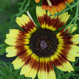 Chrysanthemum-Carinatum-Painted-Daisy-Seeds