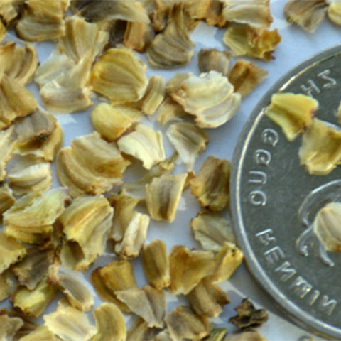 Chrysanthemum-Carinatum-Painted-Daisy-Seeds