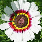 Chrysanthemum-Carinatum-Painted-Daisy-Seeds