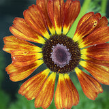 Chrysanthemum-Carinatum-Painted-Daisy-Seeds