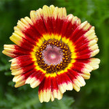Chrysanthemum-Carinatum-Painted-Daisy-Seeds