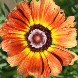 Chrysanthemum-Carinatum-Painted-Daisy-Seeds