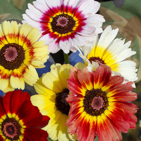 Chrysanthemum-Carinatum-Painted-Daisy-Seeds
