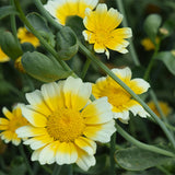 Chrysanthemum-Frutescens-Paris-Daisy-Seeds