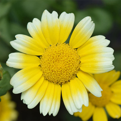 Chrysanthemum-Frutescens-Paris-Daisy-Seeds