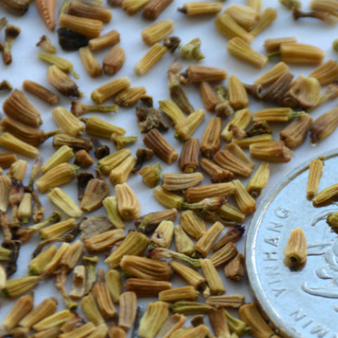 Chrysanthemum Frutescens & Paris Daisy Seeds