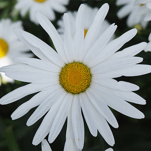 Chrysanthemum-Maximum-Leucanthemum-vulgate-Seeds