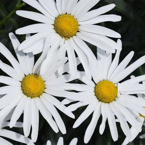 Chrysanthemum-Maximum-Leucanthemum-vulgate-Seeds
