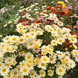 Chrysanthemum-Morifolium-Ground-Cover-Chrysanthemum-Seeds