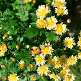 Chrysanthemum-Morifolium-Ground-Cover-Chrysanthemum-Seeds