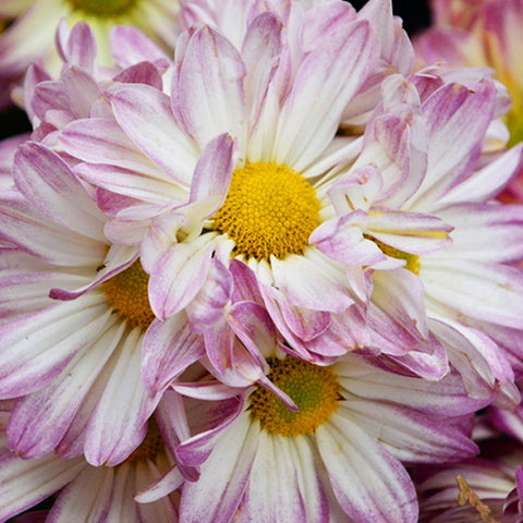 Chrysanthemum Morifolium & Ground Cover Chrysanthemum Seeds