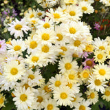 Chrysanthemum-Morifolium-Ground-Cover-Chrysanthemum-Seeds