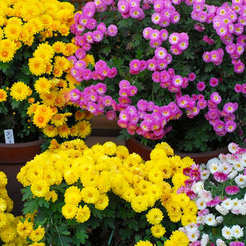 Chrysanthemum Morifolium & Ground Cover Chrysanthemum Seeds