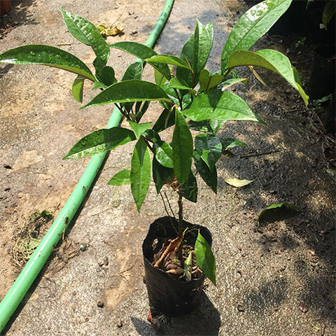 Chrysophyllum cainito & Star apple Seeds