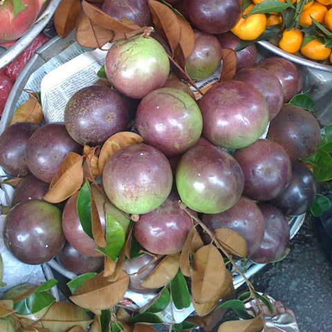 Chrysophyllum cainito & Star apple Seeds